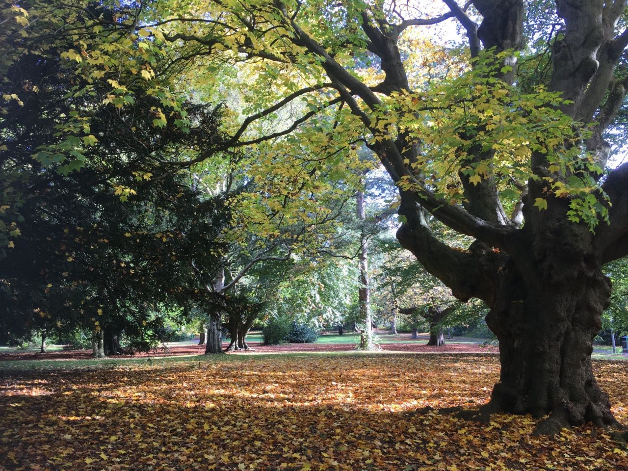 Woodland